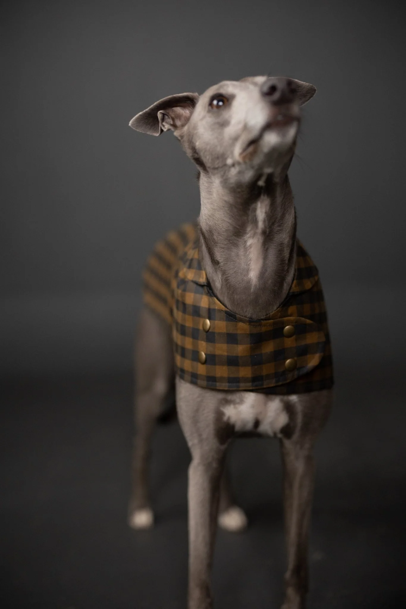 The Barka Dog Coat PDF Pattern - Merchant & Mills - Image 2